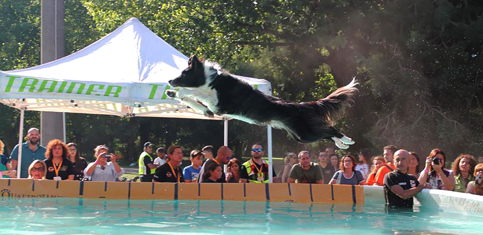 splash dog sics